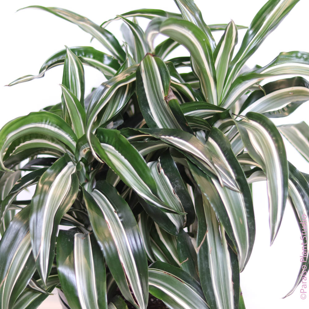 jade jewel dracaena care 10in Dracaena Jade Jewel