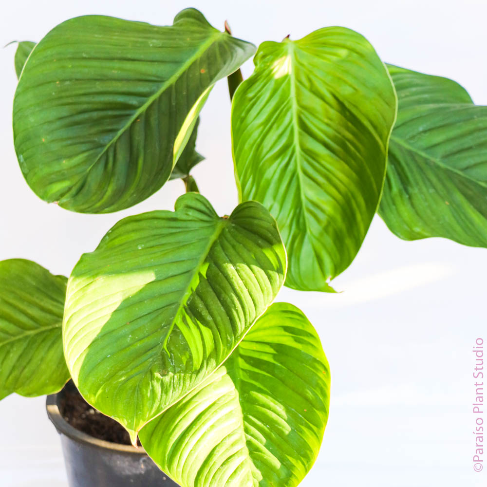philodendron alati undulatum Philodendron Alatiundulatum