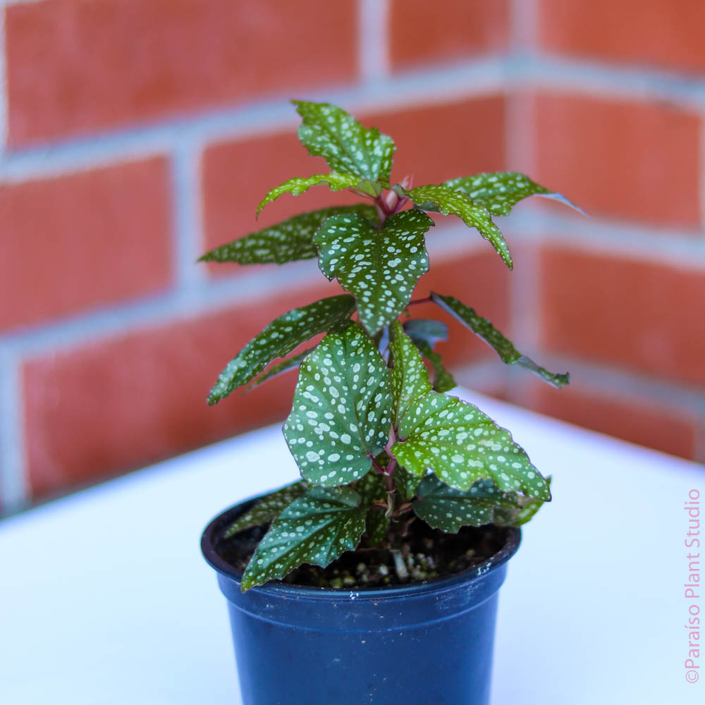 angel house plant 4in Angel Wing Begonia – Paraíso Plant Studio