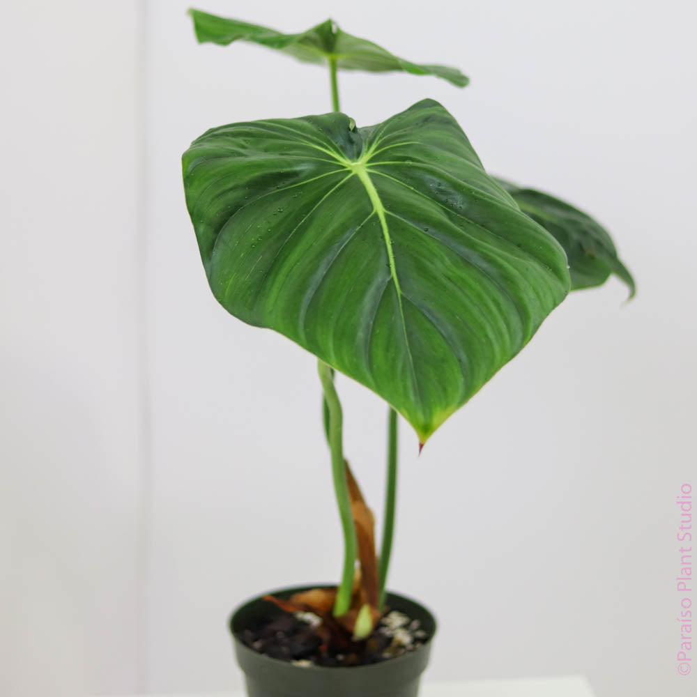 philodendron pastazanum humidity 4in Philodendron Pastazanum – Paraíso Plant Studio