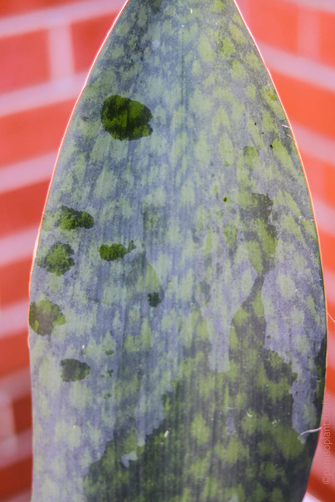 4in-6in Sansevieria Whale Fin