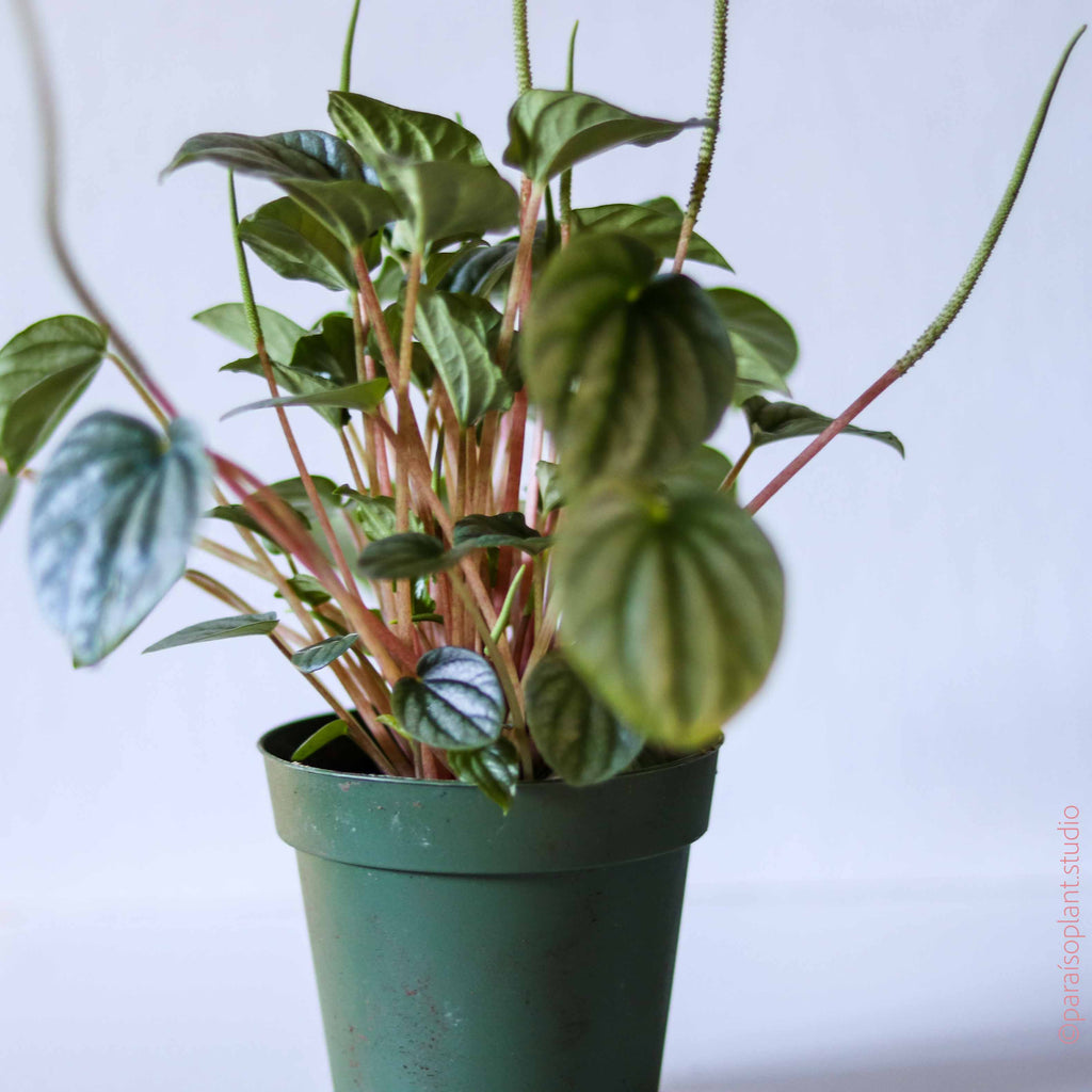 4in Peperomia Frost