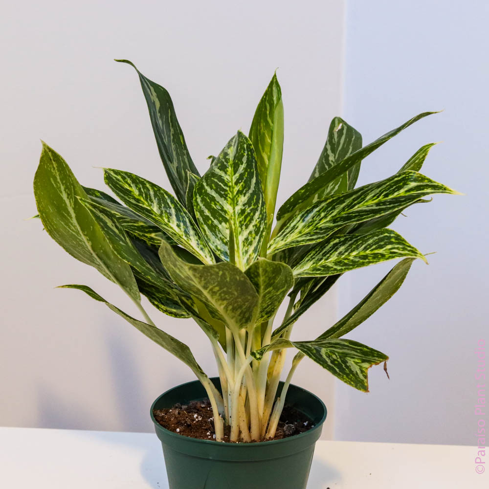 golden passion aglaonema 6in-10in Aglaonema Golden Madonna