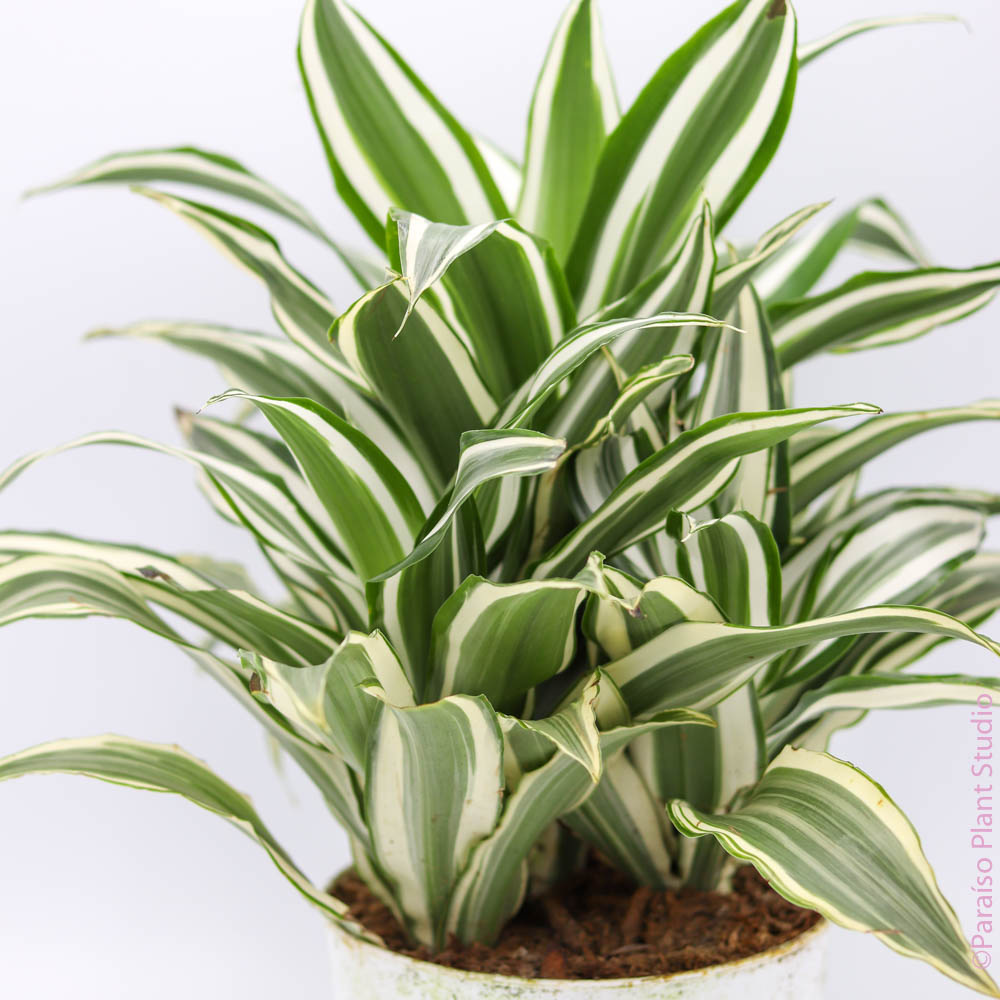 green jewel dracaena 6in-8in Dracaena Jade Jewel