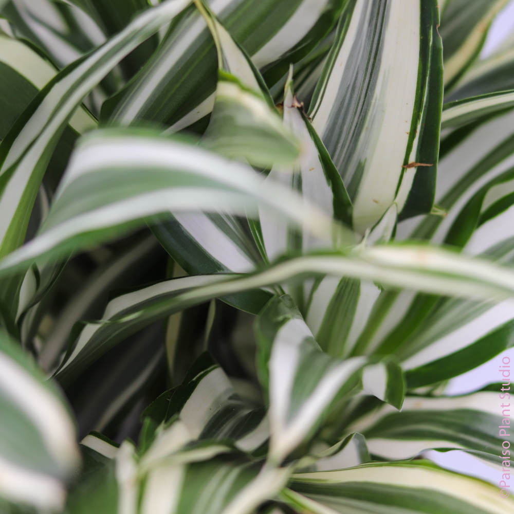 jade jewel dracaena 6in-8in Dracaena Jade Jewel – Paraíso Plant Studio