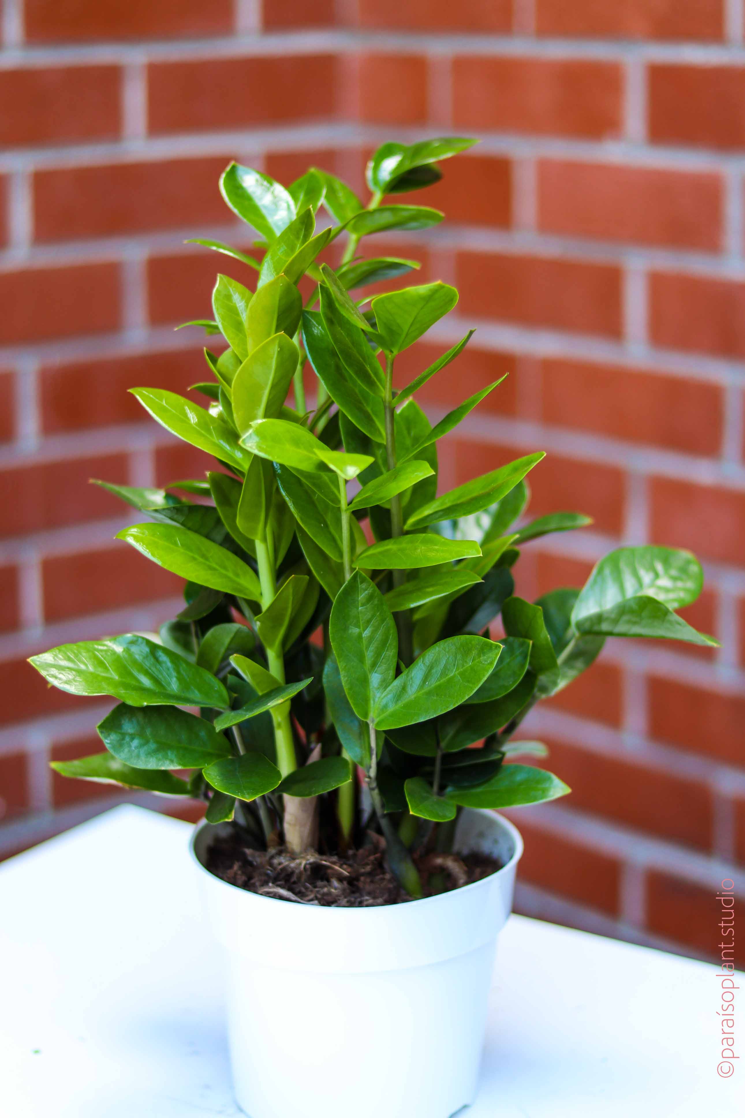 where to buy a zz plant in store 6in ZZ Plant – Paraíso Plant Studio