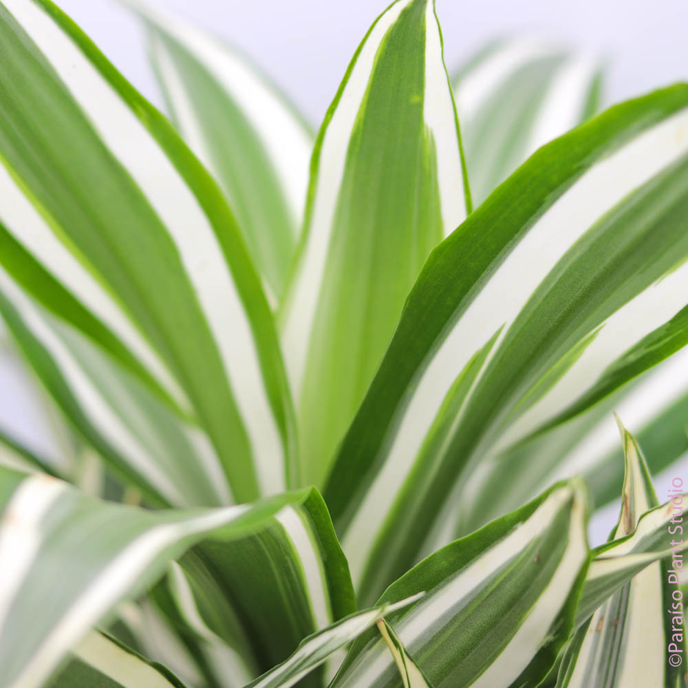 dracaena jade 4in Dracaena Jade Jewel – Paraíso Plant Studio