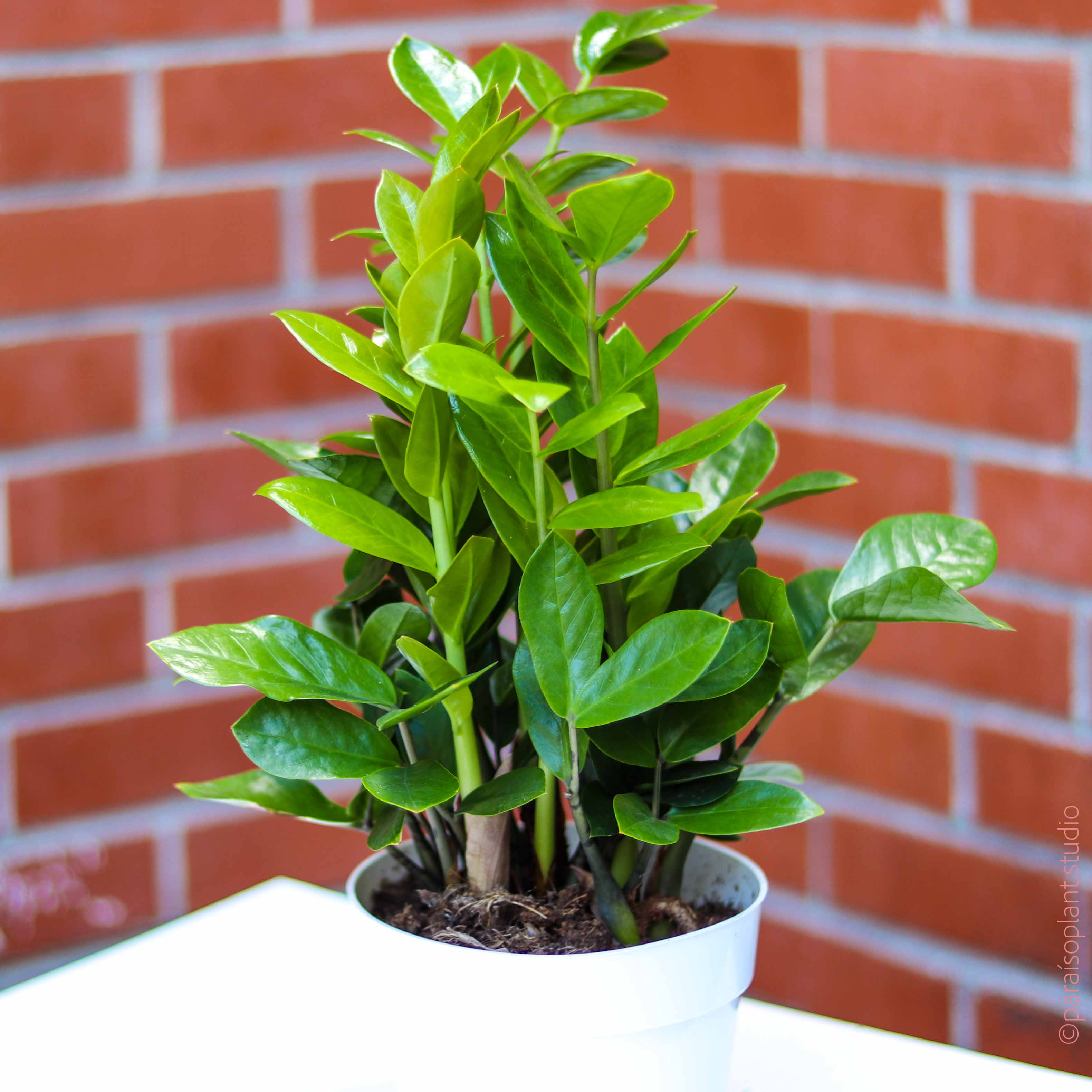 6in ZZ Plant