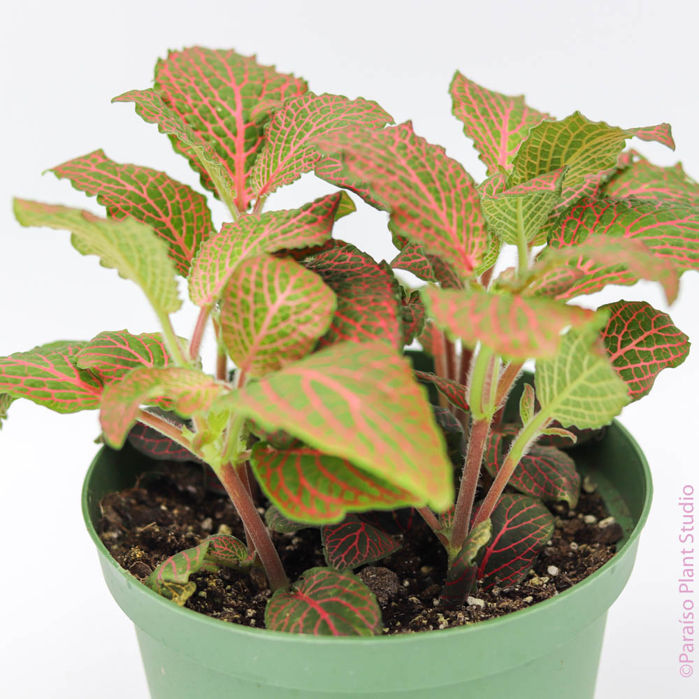 6in Fittonia Red