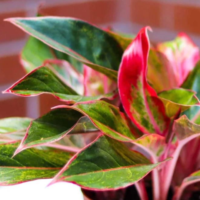 Close up of green leaves with bright red margins of an Aglaonema Siam Aurora