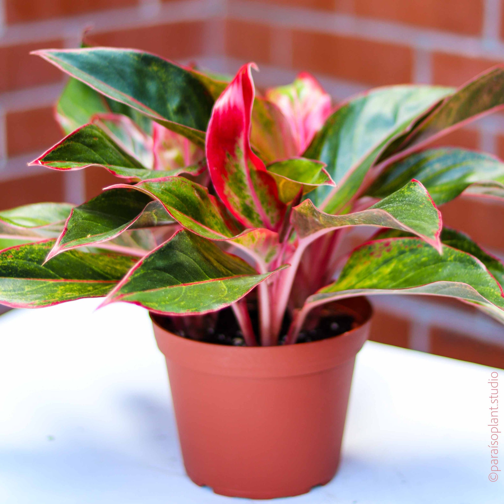 aglaonema siam dwell 6in-10in Aglaonema Siam Aurora – Paraíso Plant Studio