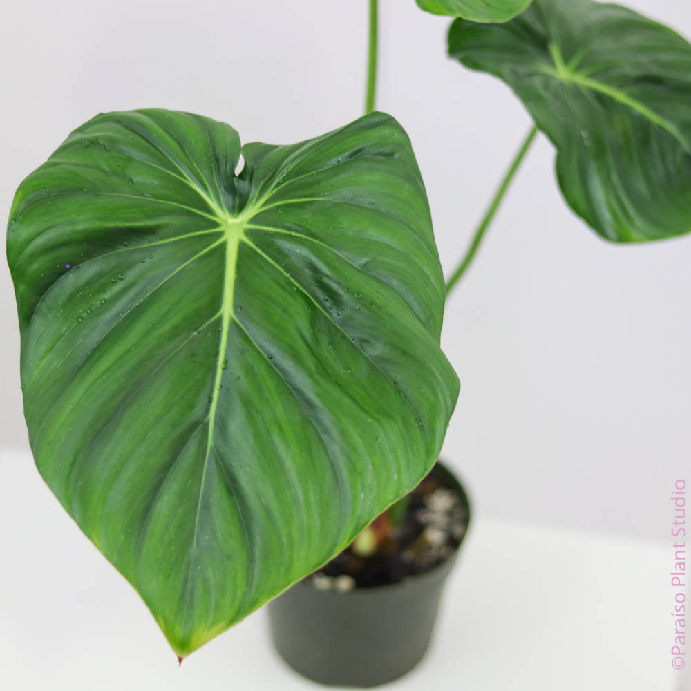 philodendron pastazanum humidity 4in Philodendron Pastazanum