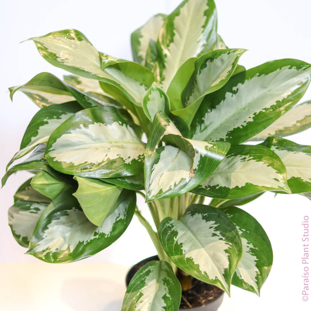 green emerald aglaonema 8in Aglaonema Emerald Bay