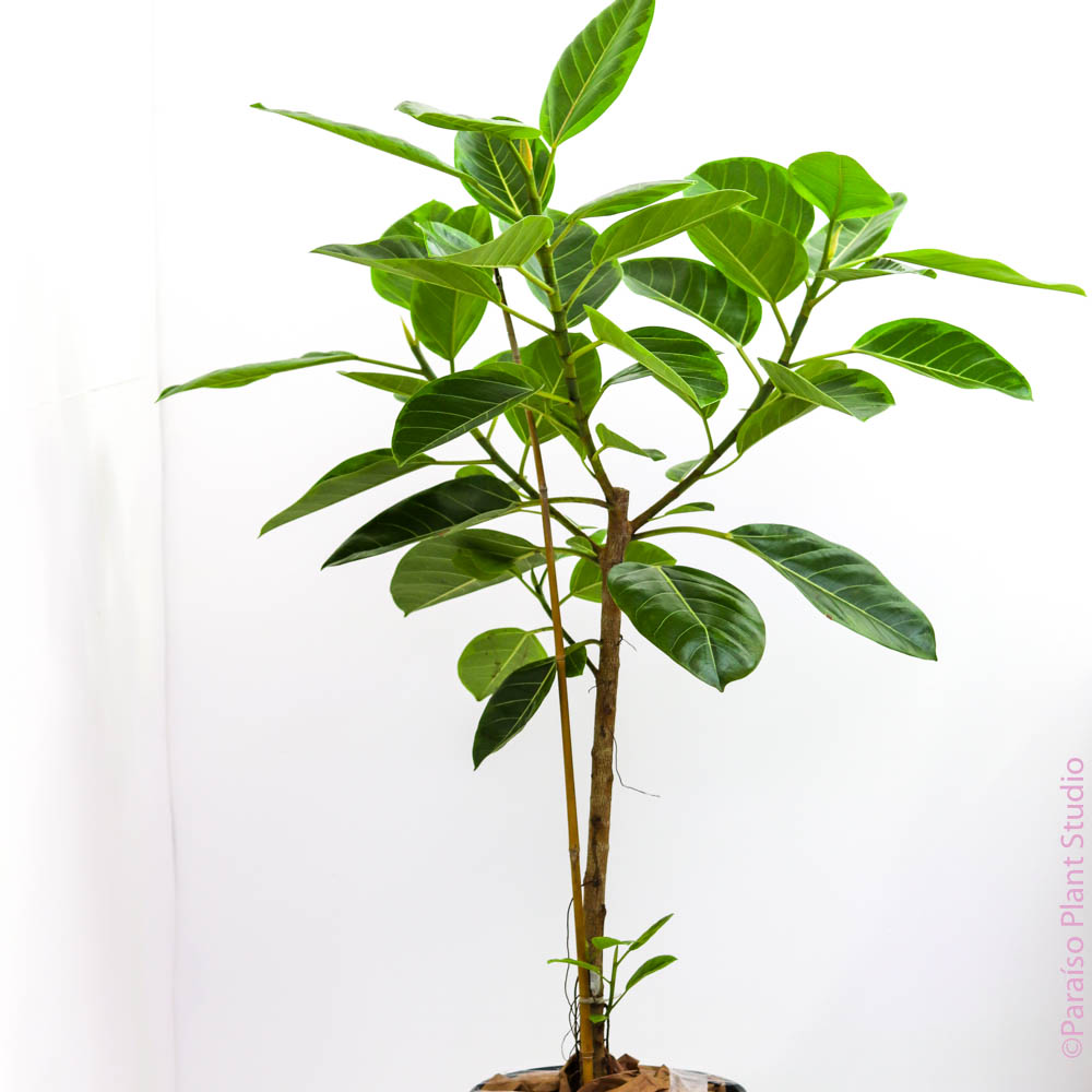 ficus altissima common name 10-12in Ficus Altissima Standard