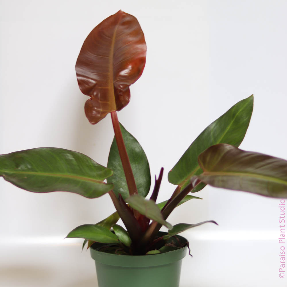 king philodendron 6in Philodendron 'Red King'