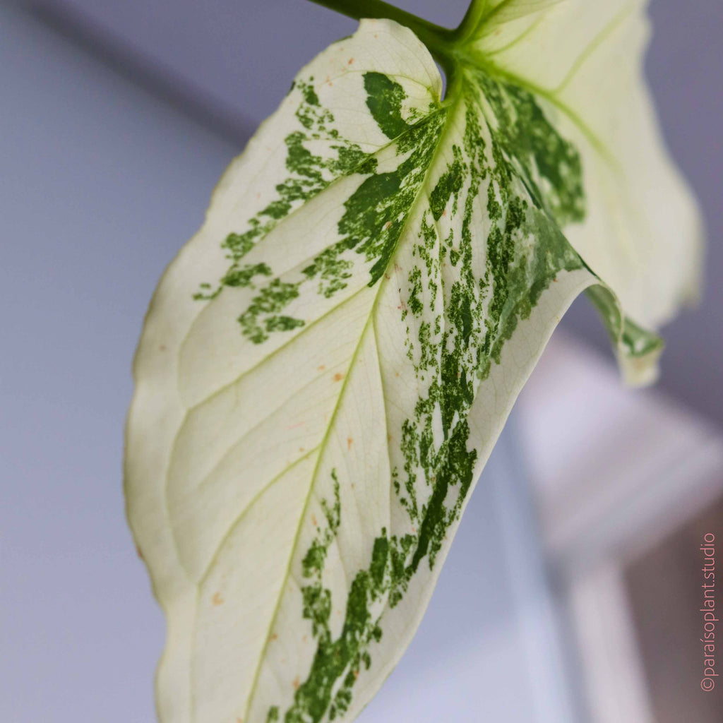 6in Syngonium Podophyllum 'Albo Variegated'