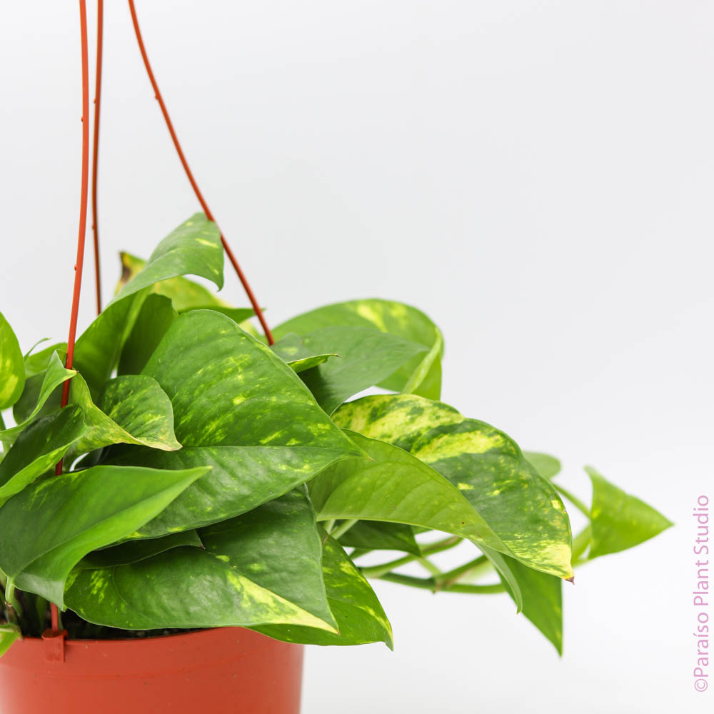 pothos patricio Golden Pothos 6"