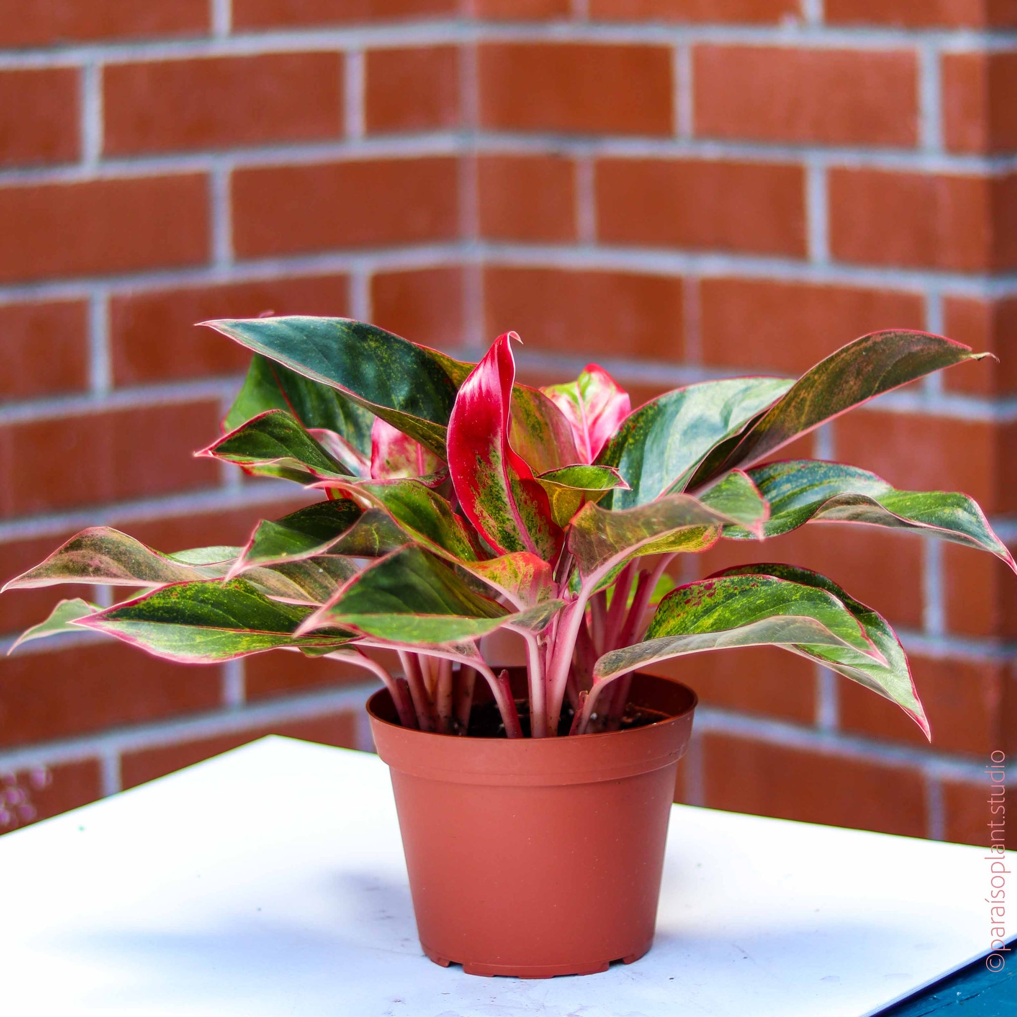 aglaonema siam wg 6in-10in Aglaonema Siam Aurora – Paraíso Plant Studio