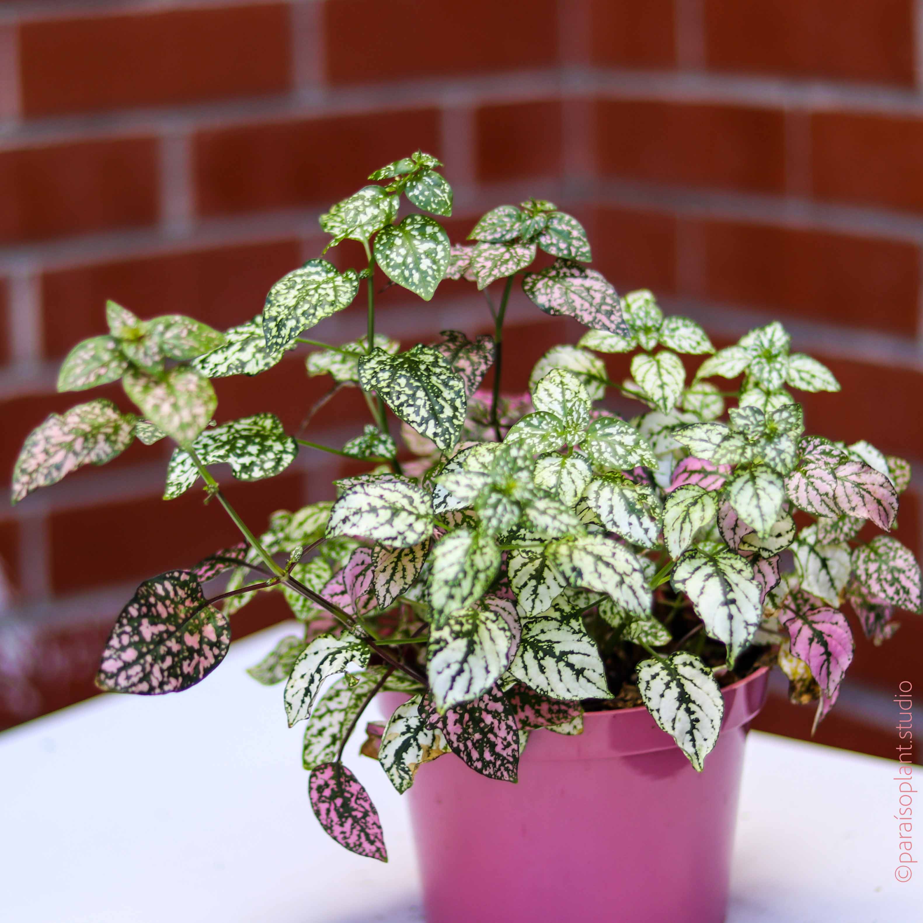 pink polka dot plant indoors 6in Hypoestes Phyllostachya 'Polka Dot Plant' – Paraíso Plant Studio