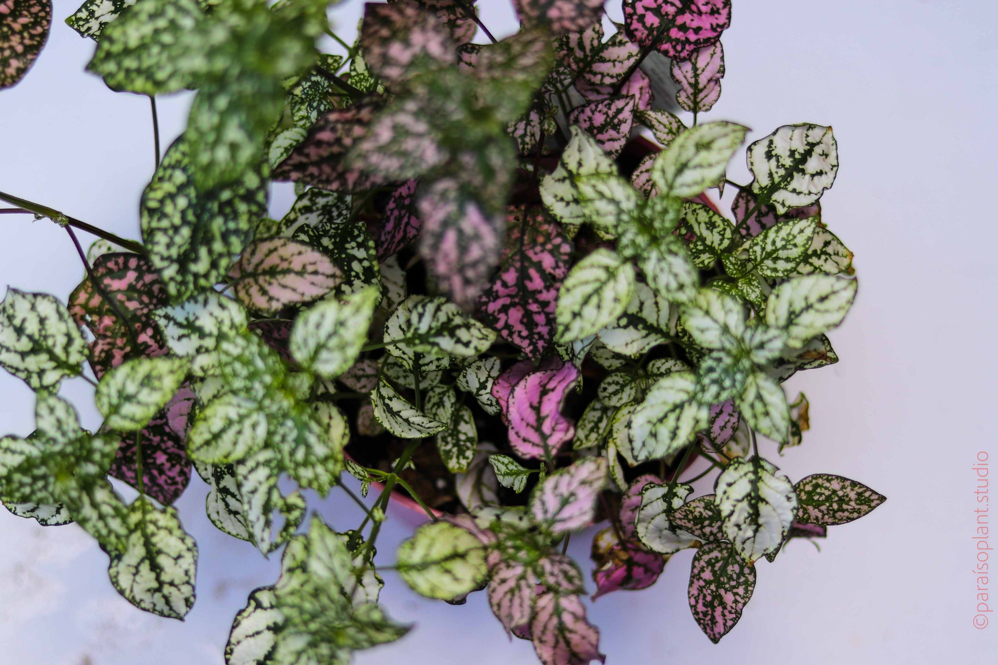 polka dot plant hanging 6in Hypoestes Phyllostachya 'Polka Dot Plant' – Paraíso Plant Studio