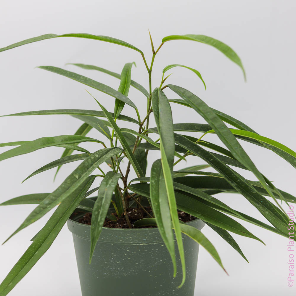 ficus alii indoor plant 6in Ficus Alii – Paraíso Plant Studio