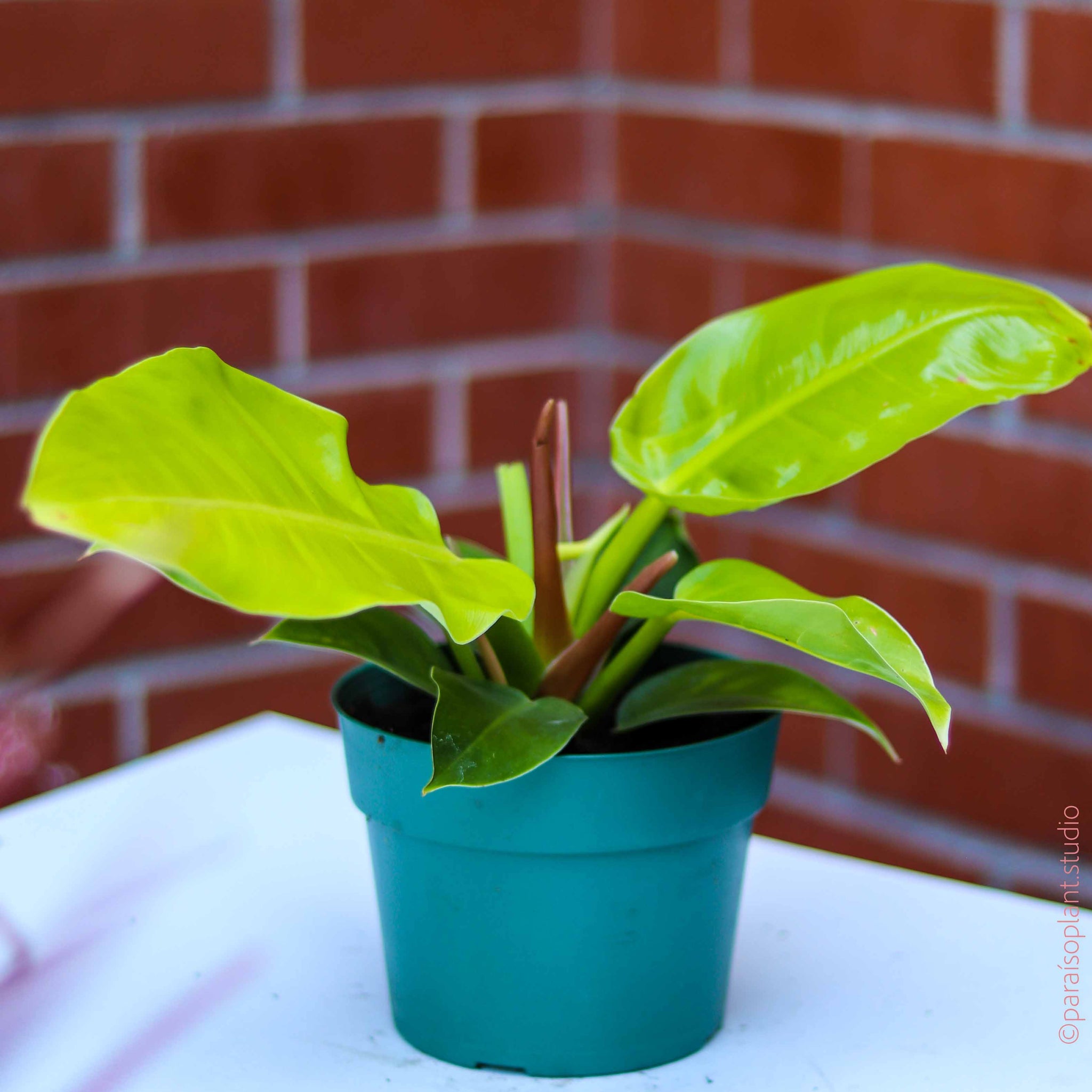 moonshine philodendron 4in Philodendron 'Moonlight' – Paraíso Plant Studio