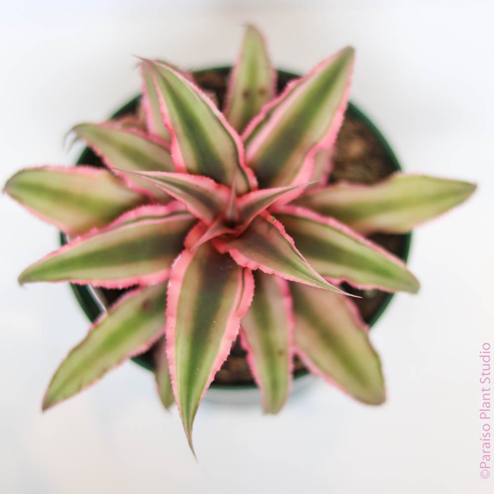 4in Cryptanthus Earth Star
