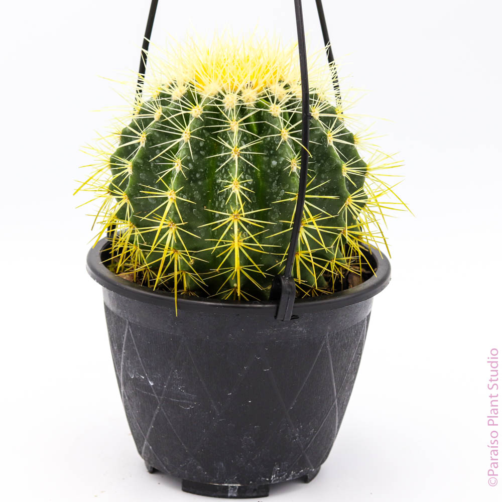 6in Barrel Cactus