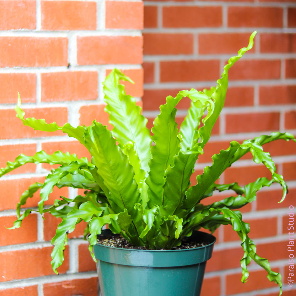 birds nest fern japanese 8in-10in Japanese 'Bird's Nest Fern' Asplenium Nidus