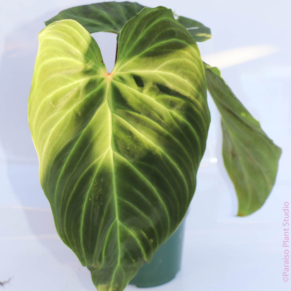 4in Philodendron Splendid