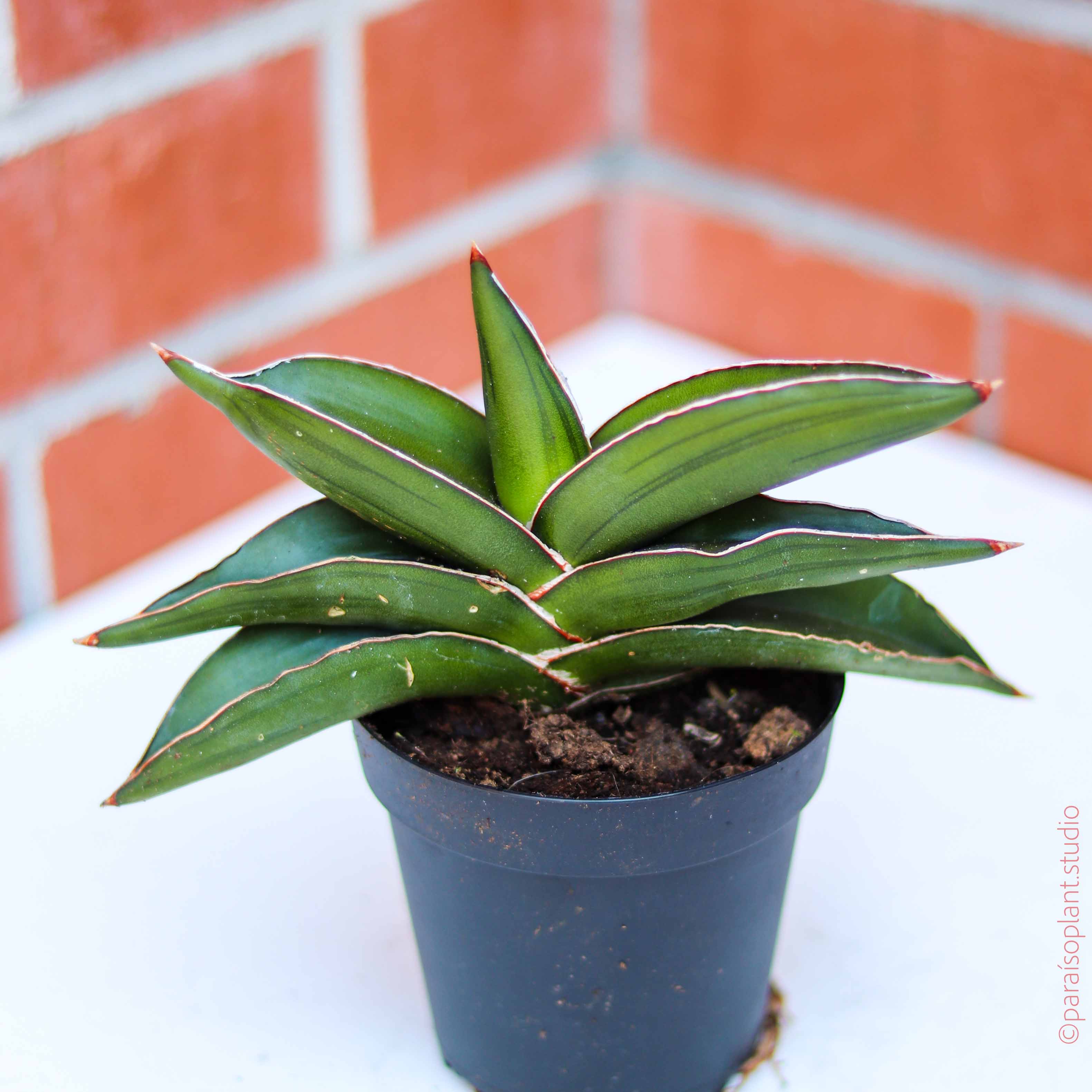 sammeria snake plant 4in Sansevieria Samurai – Paraíso Plant Studio