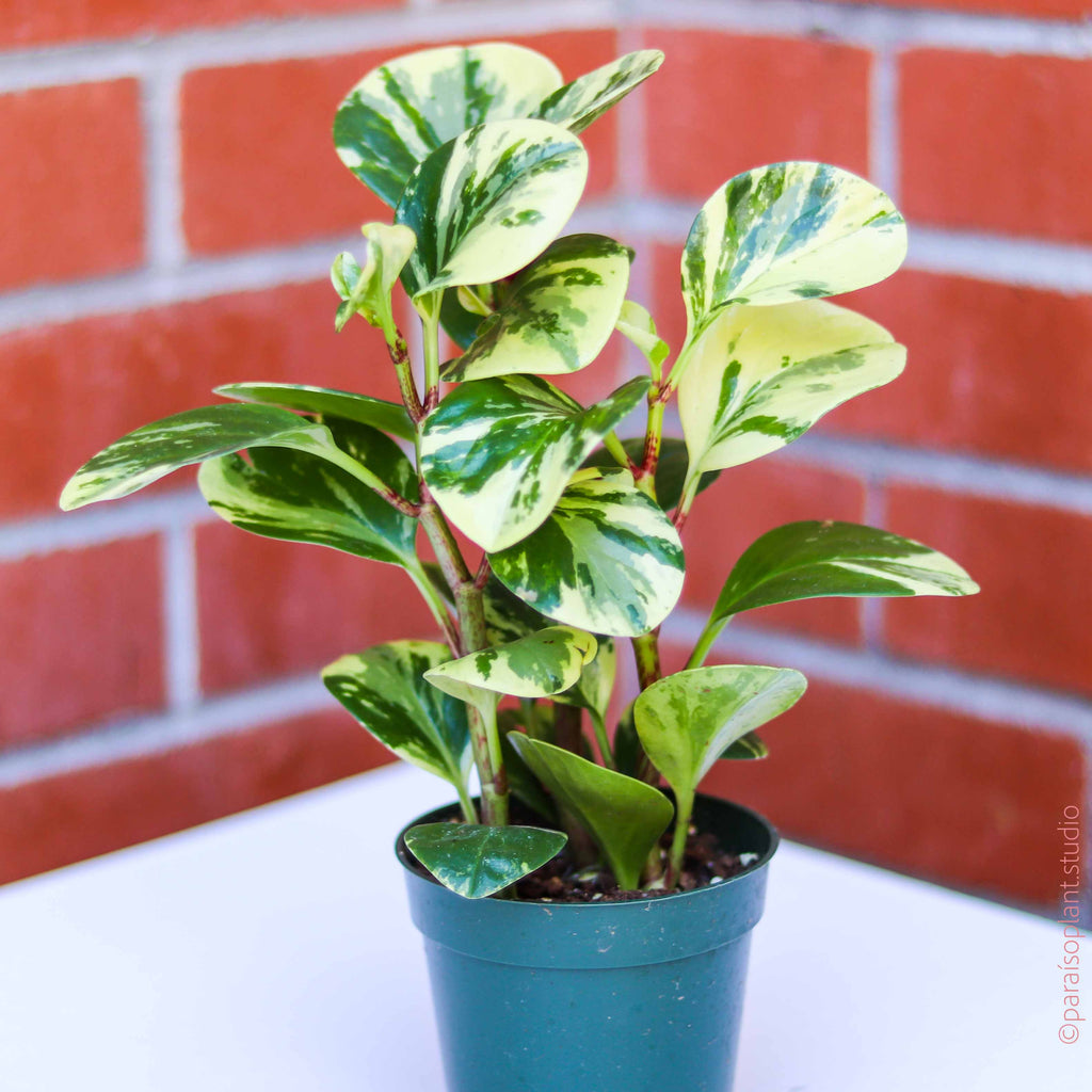 Potted 4in Peperomia Obtusifolia Marble in front of a brick wall.