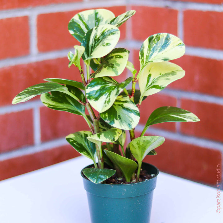 How To Care For Peperomia Obtusifolia Variegata (Peperomia obtusifolia variegata)