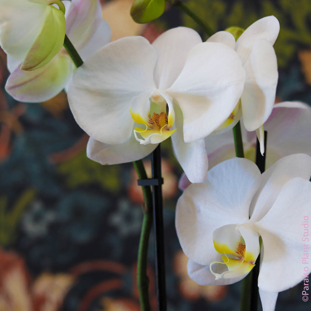 4in Phalaenopsis Orchid - White
