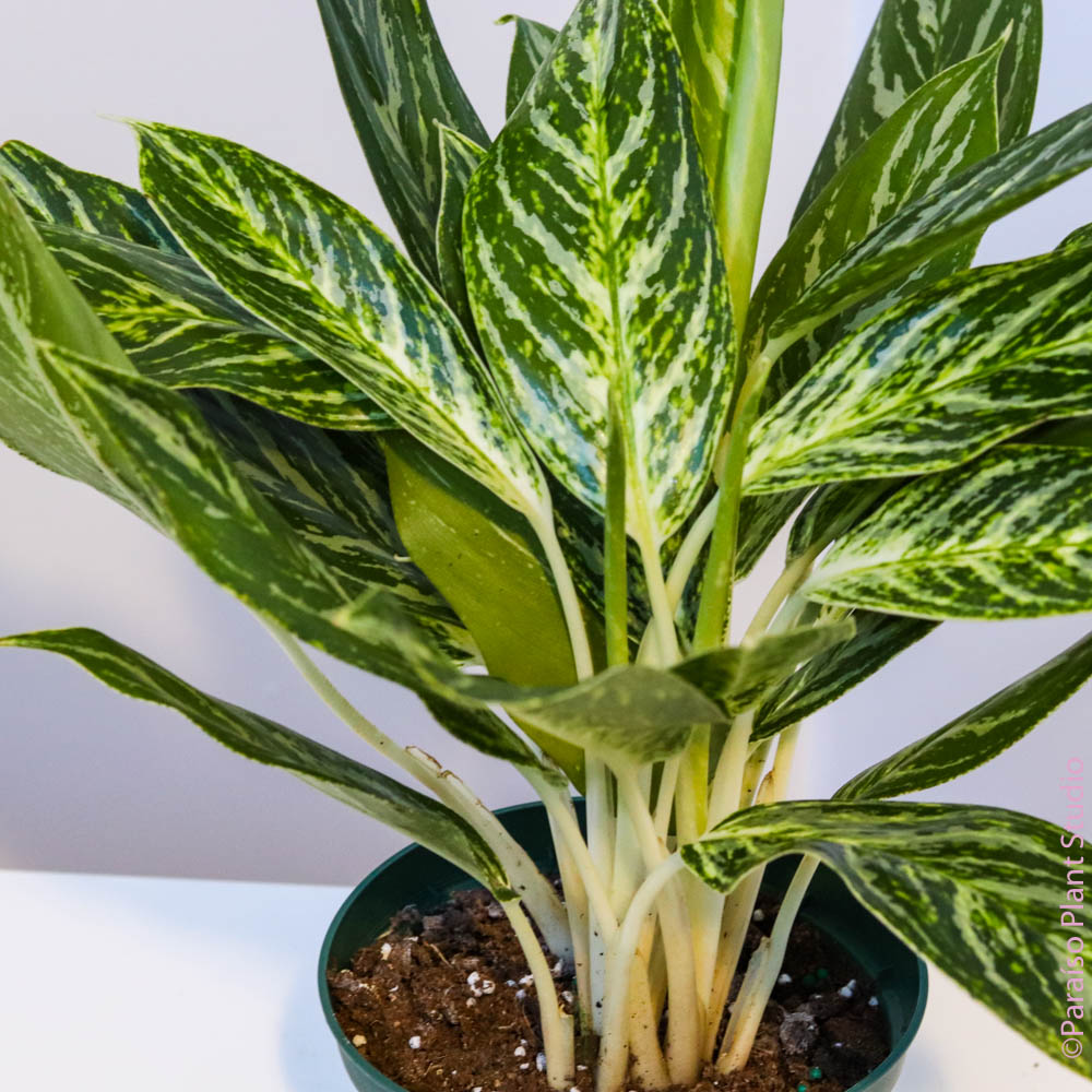 aglaonema golden bay care 6in-10in Aglaonema Golden Madonna