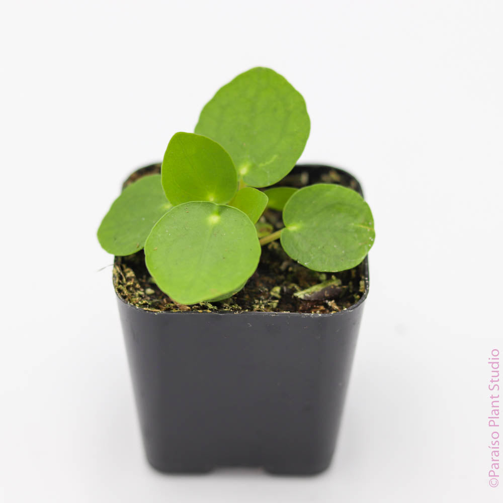pilea peperomioides - chinese money plant 2in-3in Pilea Money Plant 3in