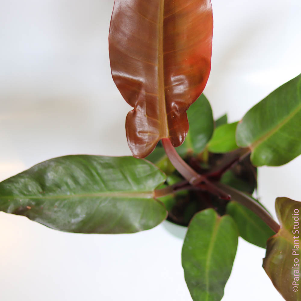 philodendron red king care 6in Philodendron 'Red King'