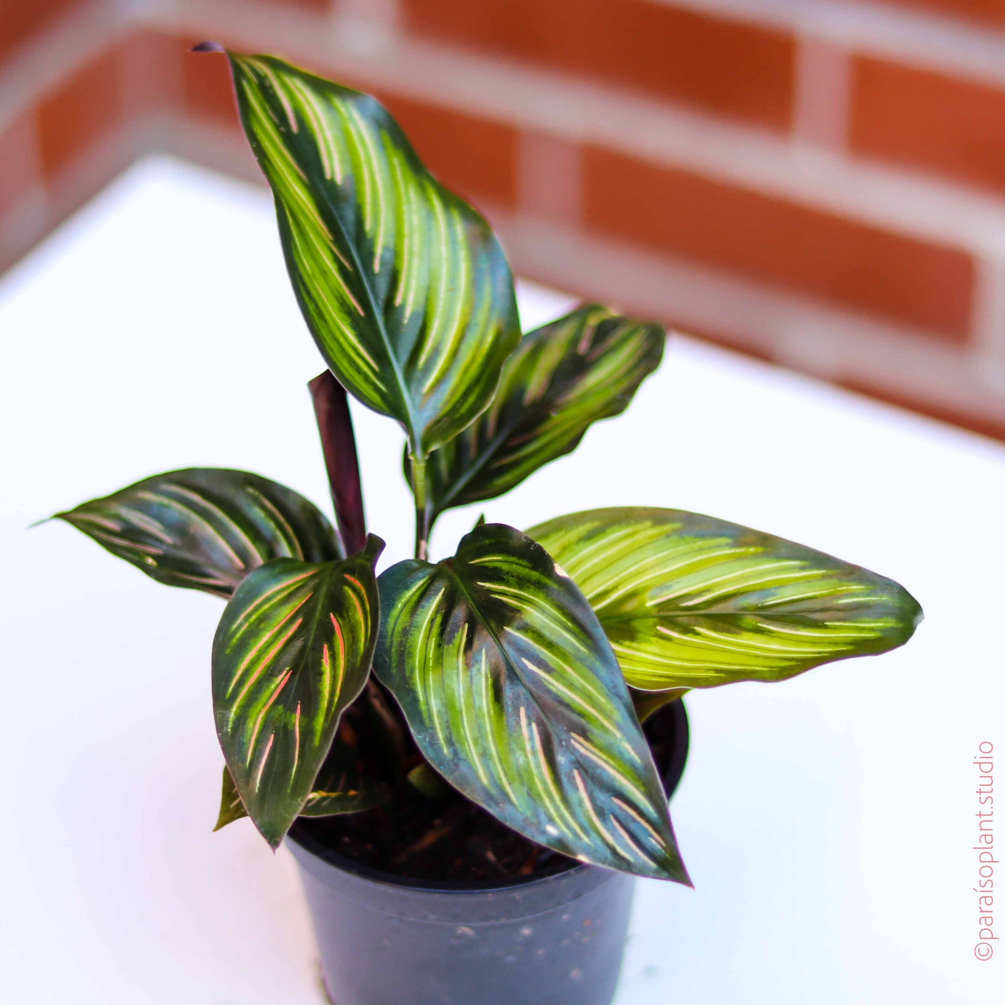 Calathea BEAUTY STAR