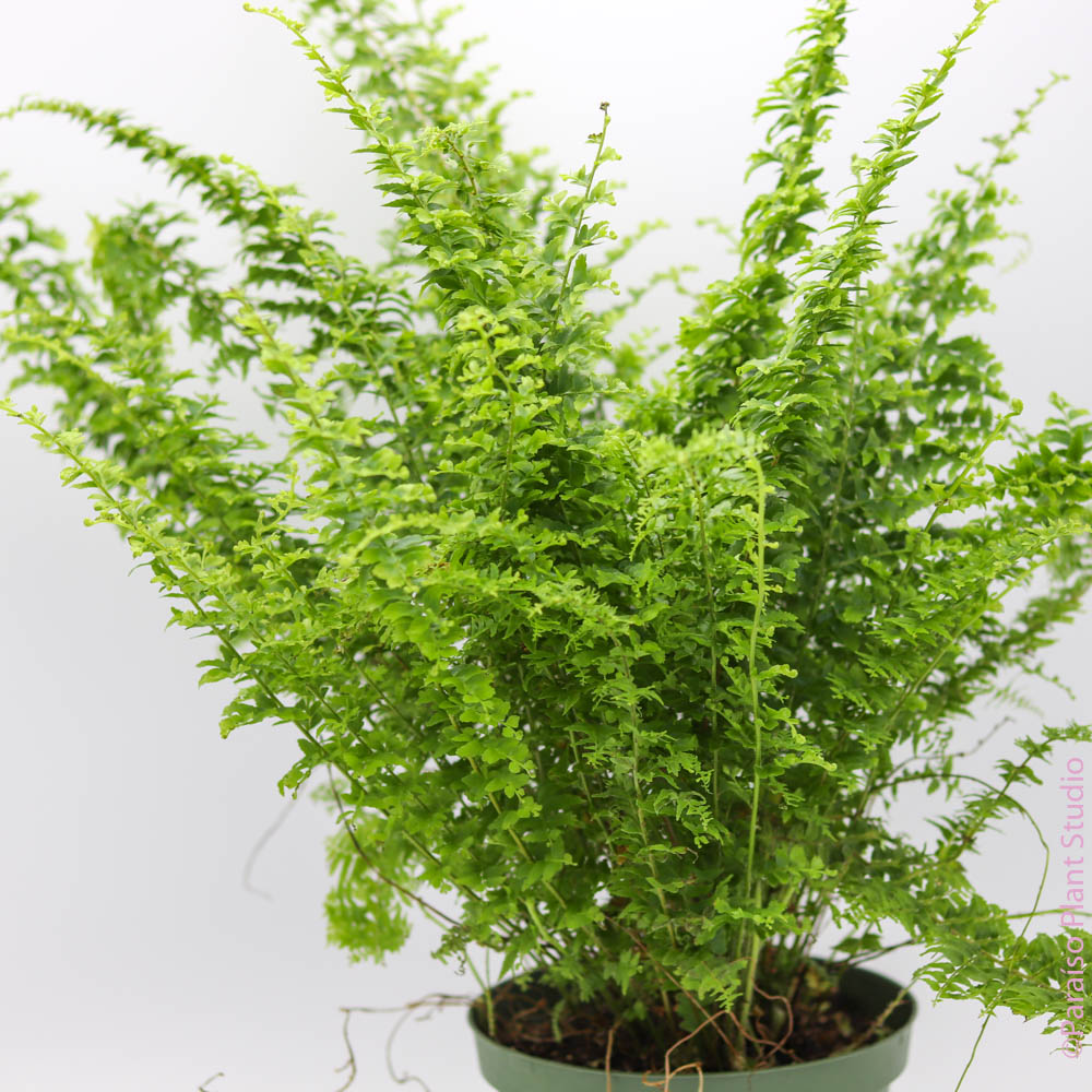 pot plant fern 4in-6in Green Fantasy Fern