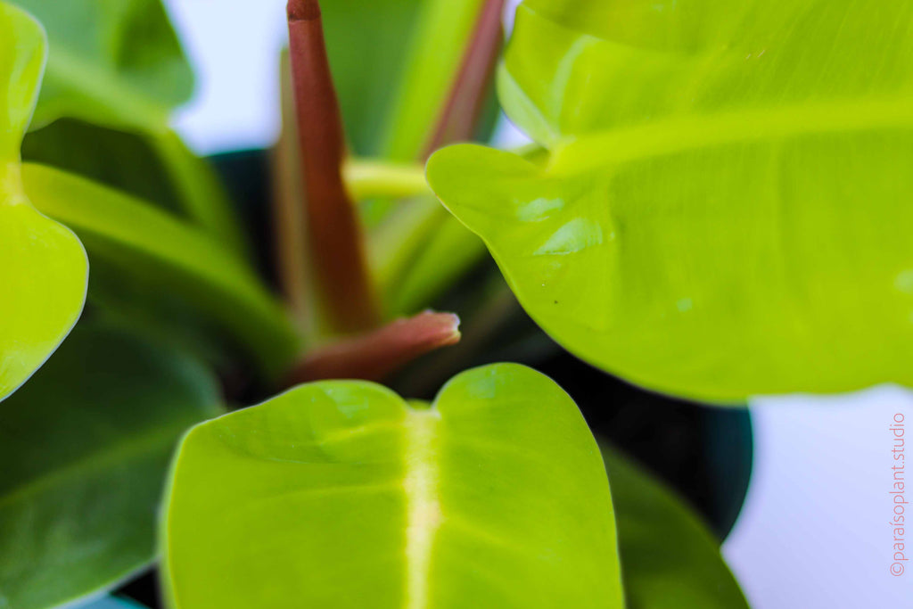 4in Philodendron 'Moonlight'