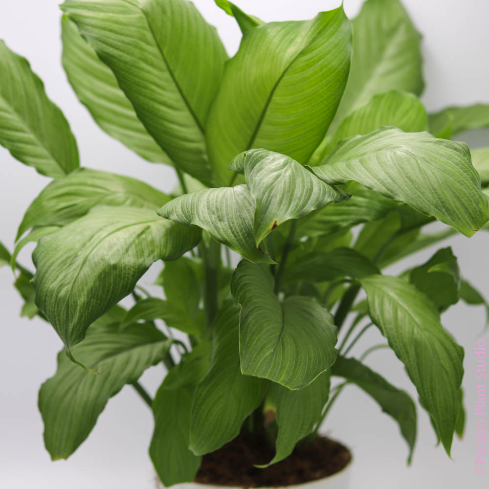do you mist peace lily 4in-6in Peace Lily 'Platinum Mist'