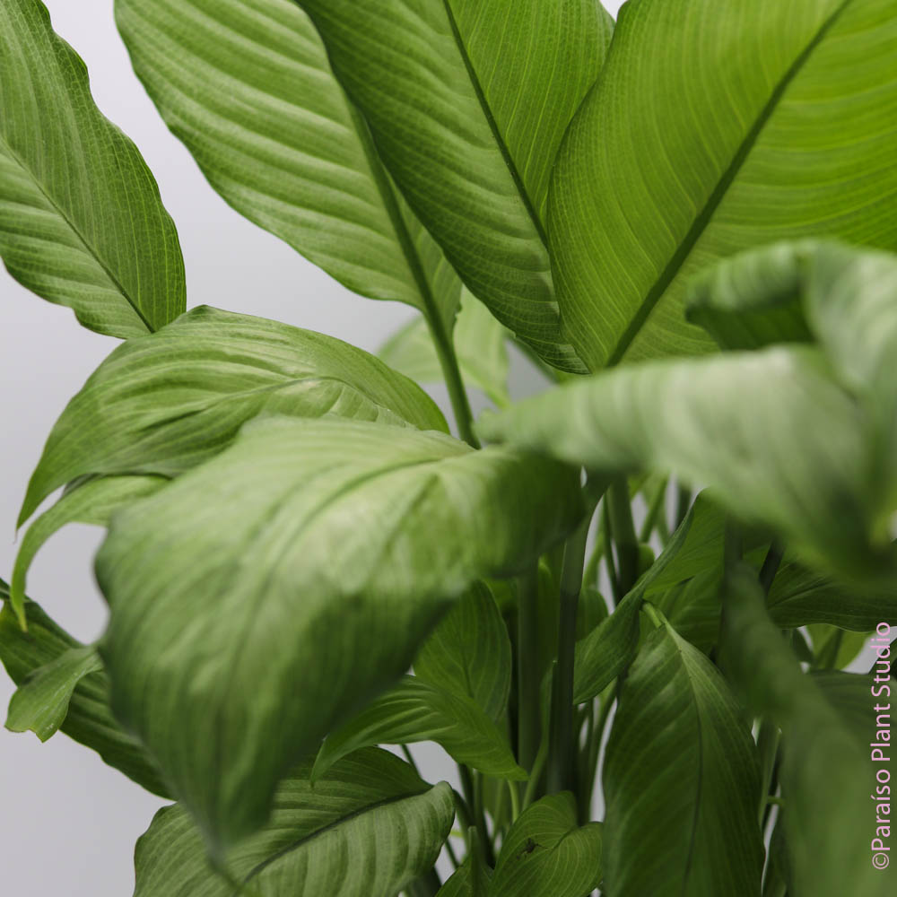 peace lily platinum 4in-6in Peace Lily 'Platinum Mist' – Paraíso Plant Studio