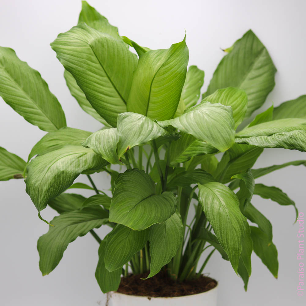 should i mist a peace lily 4in-6in Peace Lily 'Platinum Mist'