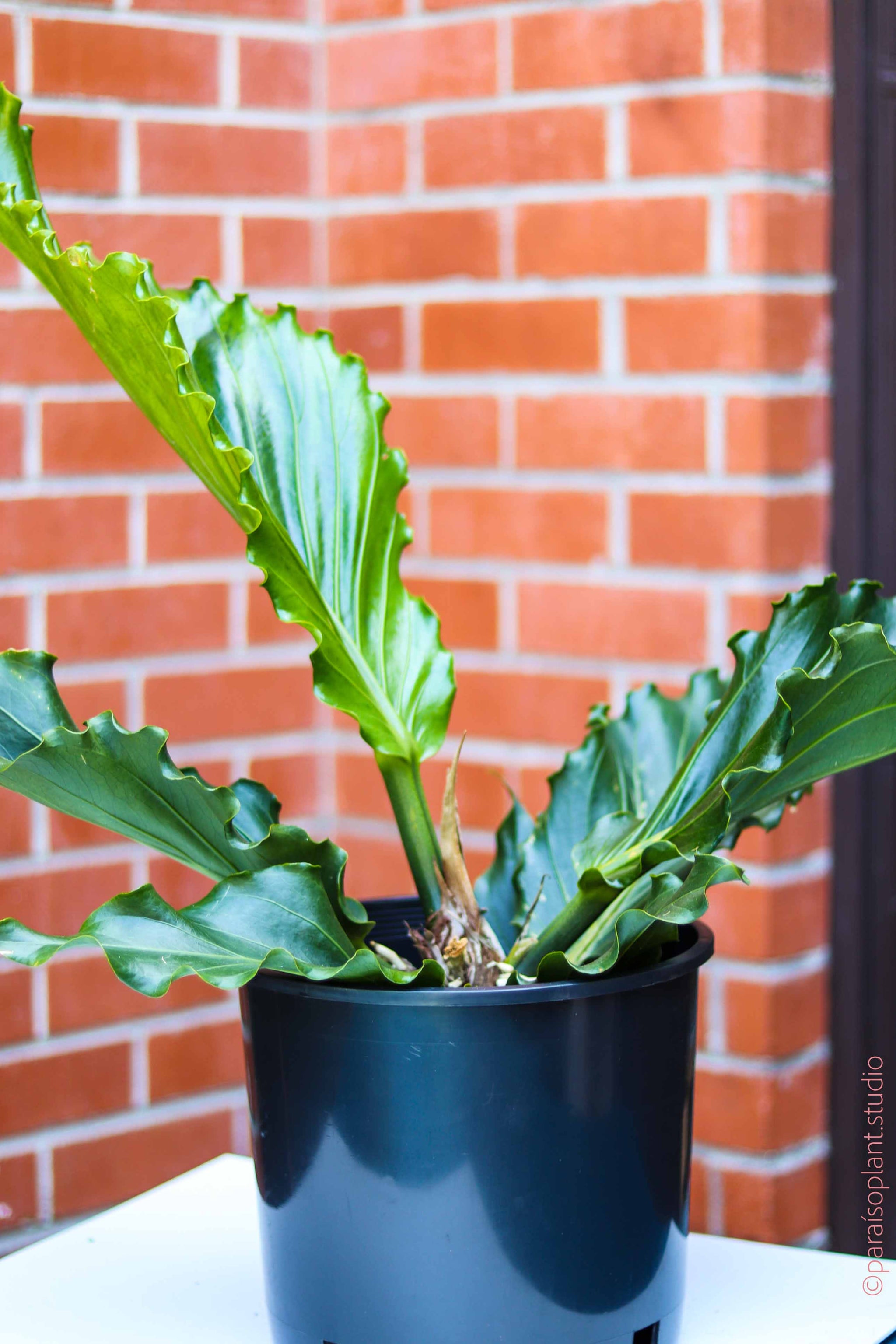 anthurium plowmanni 10in Anthurium Plowmanii – Paraíso Plant Studio
