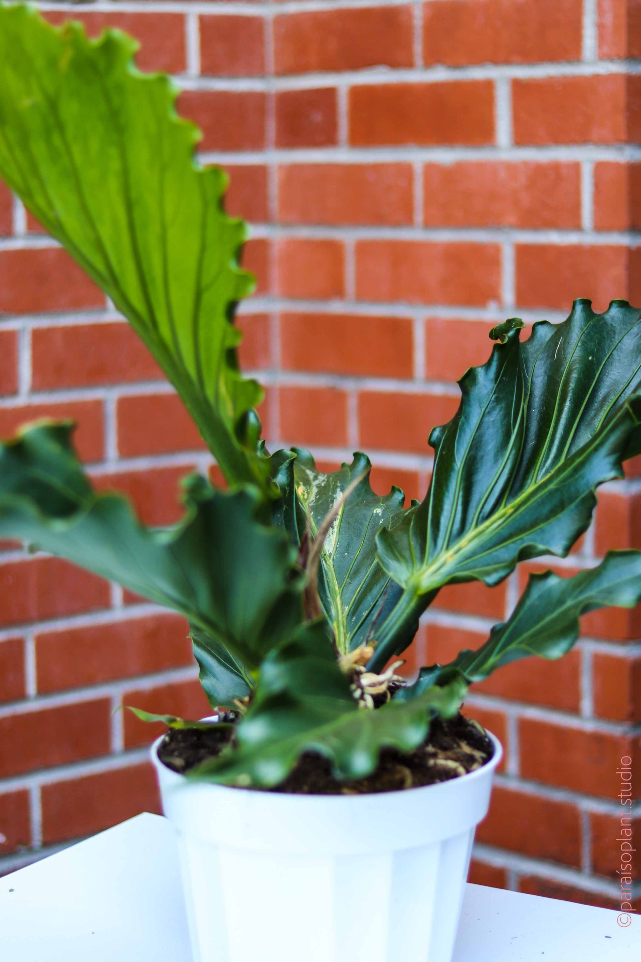 Paraiso-Plant-Studio-