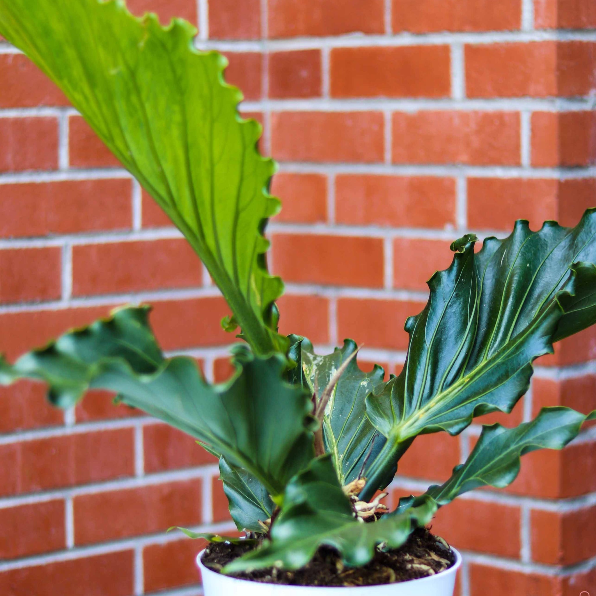 8in Anthurium Plowmanii