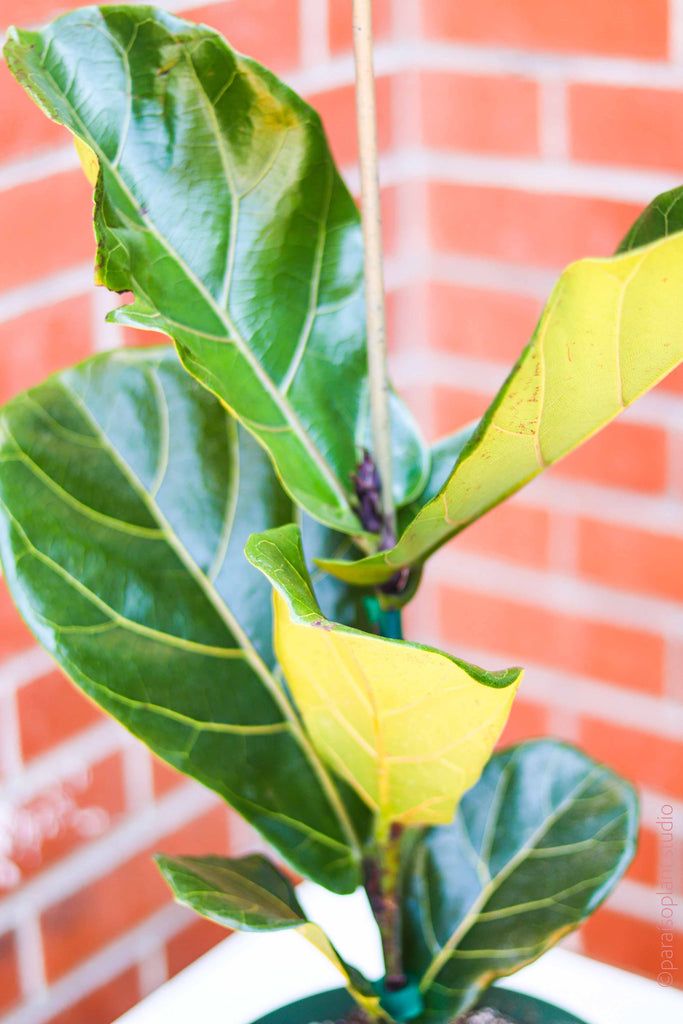 8in Ficus Lyrata 'Fiddle Leaf Fig'