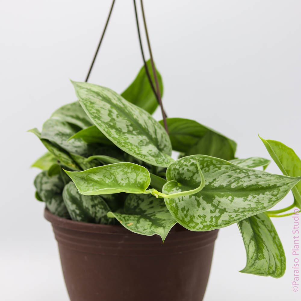 splash pothos 8in Pothos Silver Splash