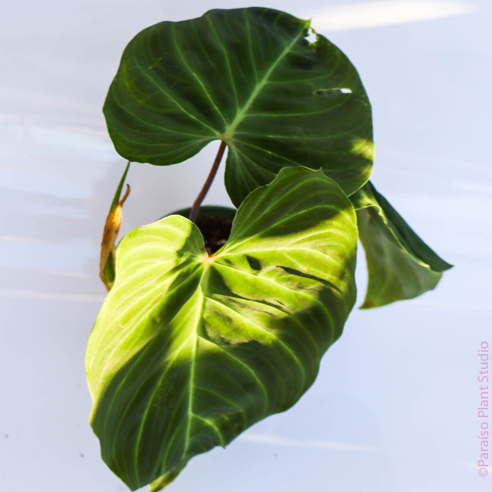4in Philodendron Splendid