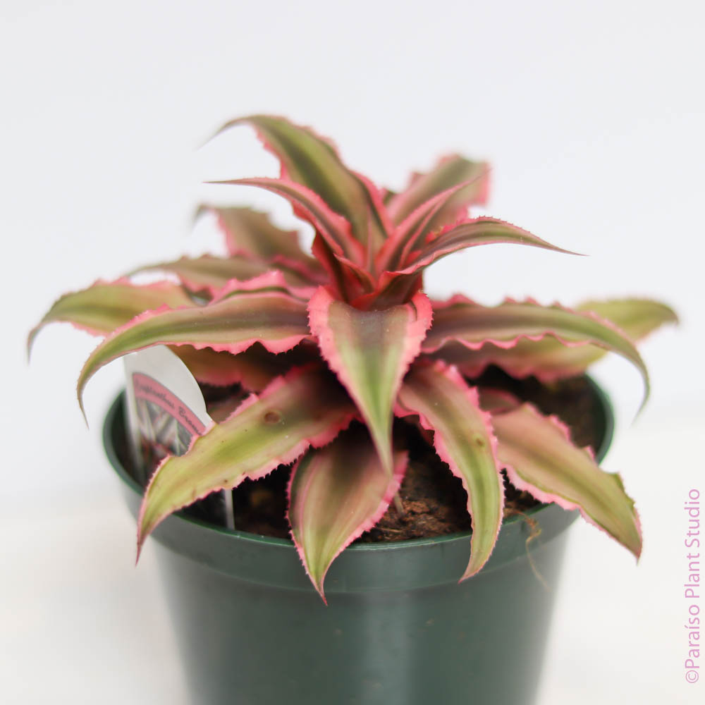 4in Cryptanthus Earth Star